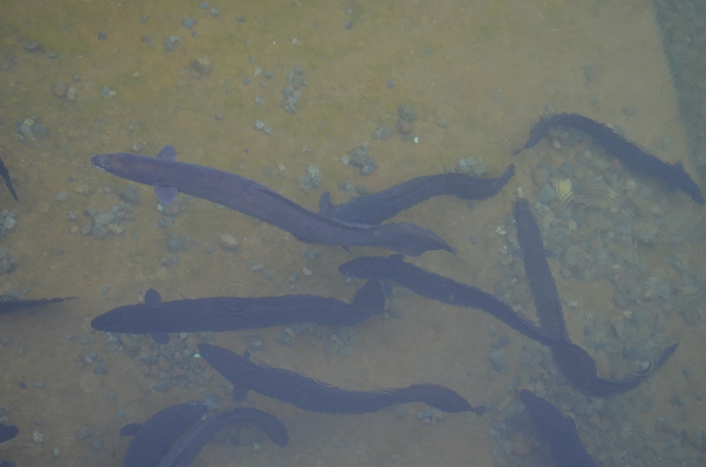 Long Finned Eels (Anguilla dieffenbachii) in Nelson Lakes National Park, New Zealand