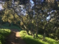 Single track through the oaks